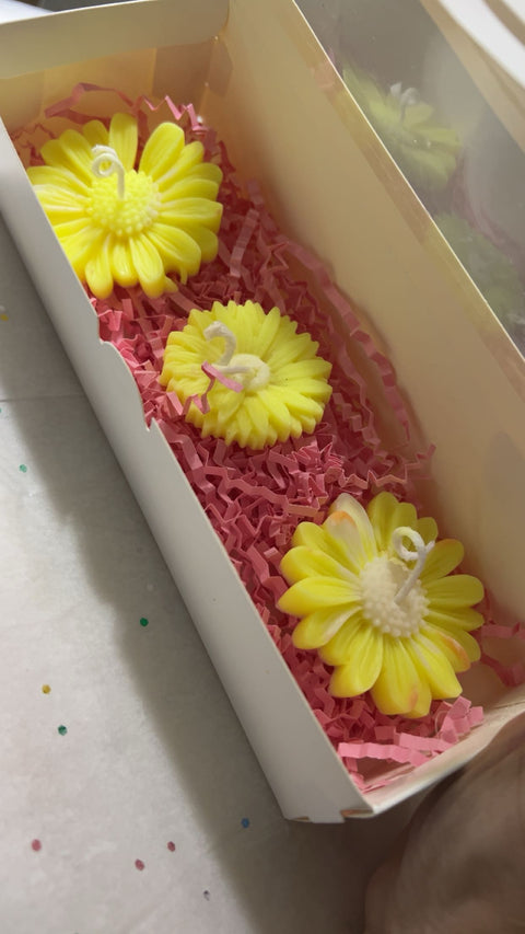 "Daisy bloom" Gift box