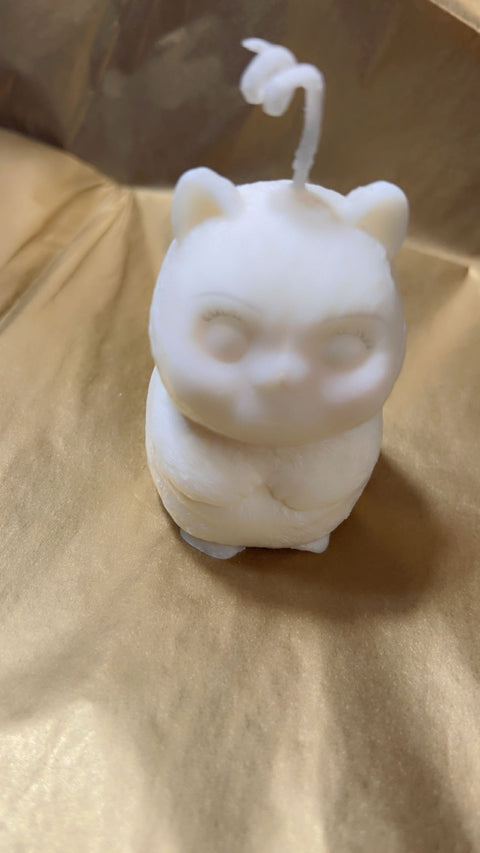 cute cat